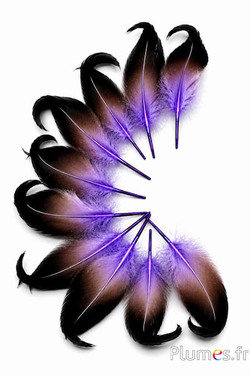 Entenerpel - 6-9 cm - violett-schwarz